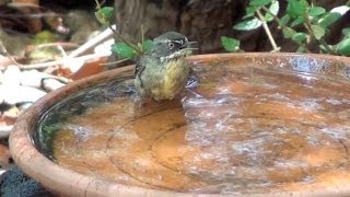 Whitebrowed Scrubwren taking a bath [upl. by Esirehc]