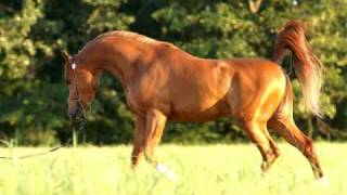 Major Shock chestnut Arabian Stallion [upl. by Daffodil]