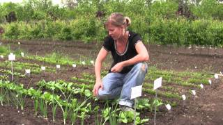 How to Grow Radishes from Seed  Gurneys Video [upl. by Osnofla]