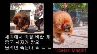 세상에서 가장비싼 강아지 짱오 사자개 근토 tibetan mastiff dog tibetan mastiff puppies [upl. by Saunder665]