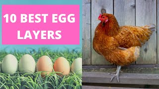 BEST CHICKENS FOR LAYING EGGS [upl. by Noreik]