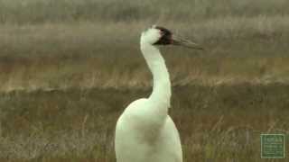 Aransas National Wildlife Refuge  Postcard From Texas [upl. by Tohcnarf]