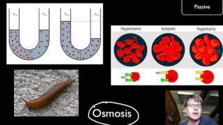 Course Transport Across Cell Membranes via Bozeman Science [upl. by Nnayrb]