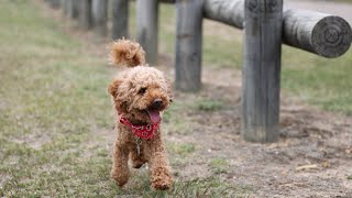 The Poodle Uncover the Secrets of This Elegant and Intelligent Dog [upl. by Tomaso]