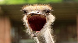 Ostrich Sound  Ostrich Call Sound Effect [upl. by Deery878]