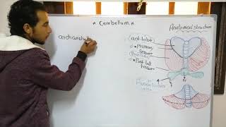 Cerebellum Anatomy And Physiology  Ibrahim Antar [upl. by Nuahsel117]