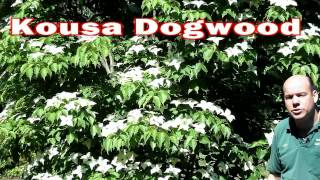 Kousa Dogwood  Cornus kousa  Small Flowering Tree White Flowers [upl. by Opportina]