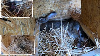 Braunes Kaninchen bekommt Babys wird das Kaninchen heute Nacht sterben [upl. by Humble110]