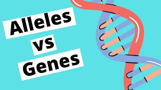 Alleles vs Genes  Genetics [upl. by Dene]