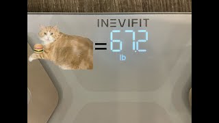 Weighing My cat Dodger EXTREME FAT [upl. by Neysa]