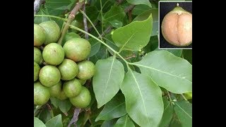 El fruto del Árbol Quenepa y sus increíbles propiedades medicinales [upl. by Khosrow]