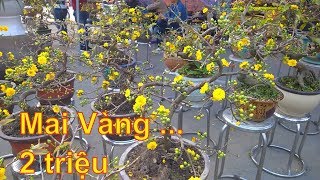 Bonsai Mai Vàng mini ngày tết cực đẹp giá trung bình 2 triệu Đặng Tiến Thụy  xây nhà to [upl. by Brittne971]