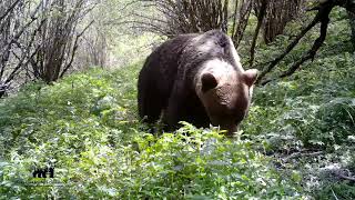 GRANDES OSOS DE LA CORDILLERA CÁNTABRICA Ursus arctos [upl. by Tyra]