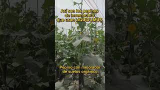 Pepinos con fertilizante organico fertilizantesorganicos cultivosorganicos agriculture [upl. by Cullie]