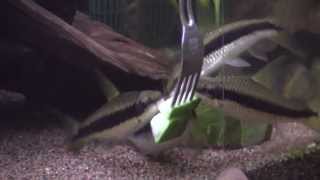 Crossocheilus siamensis eating cucumber [upl. by Hanford]