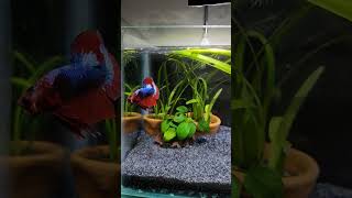 Plakat betta tank setup fishbowl fishtank bettafish trending shorts viralvideo youtube funny [upl. by Cooe]