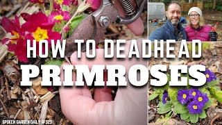 ✂ How to Deadhead Primroses  Primrose Care  SGD 323 ✂ [upl. by Akel404]