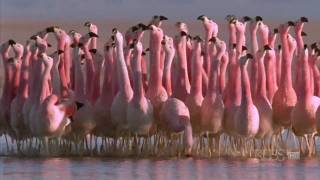 Hilarious Andean flamingo mating dance  NATURE  quotAndes The Dragons Backquot [upl. by Ruenhcs]