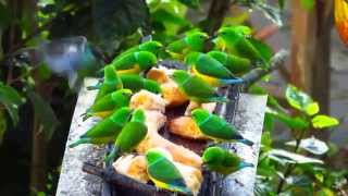 feeders Blue naped Chlorophonia Chlorophonia cyanea El Dorado Nature Reserve [upl. by Pelage]