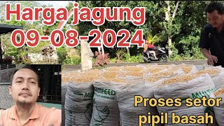 Harga jagung hari ini 09082024‼️ Proses jual pipil basah [upl. by Onej]