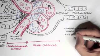 Nephrology  Kidney Physiology Overview [upl. by Seiber]