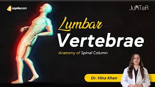 Anterior Lumbar Fusion Surgery L5 S1 3D animation [upl. by Colvert]