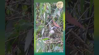 Meet the Leatherhead Queensland’s Helmeted Friarbird  Yirrganydji Country [upl. by Anicnarf]