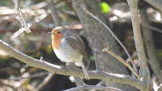 Erithacus rubecula  Petirrojo europeo  European robin [upl. by Gordon]