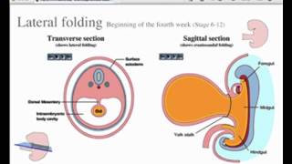 Embryology  Vertebrate body plan [upl. by Aihsaei]