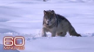 The wolves of Yellowstone  60 Minutes Archive [upl. by Dill]