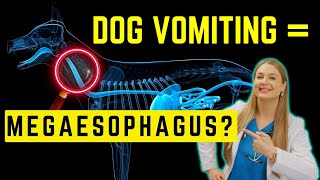 Megaesophagous in Dogs Simply Explained  Survival time [upl. by Nirro891]