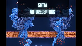 5HT1A Autoreceptors [upl. by Dallon]