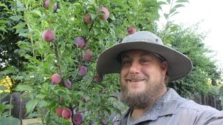 The Cold Hardy SelfFertile Santa Rosa Plum Tree FTW [upl. by Spiros705]