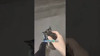 Este gatito se ha quedado sin su familia gatos cats catshorts [upl. by Lleon]