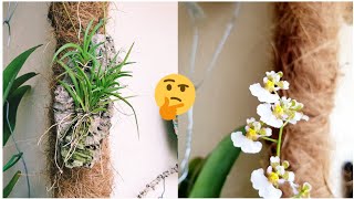 Άνθισε Άγνωστη Ορχιδέα tolumnia scandenstolumnia hawkesiana или oncidium🤔 [upl. by Etnoved]