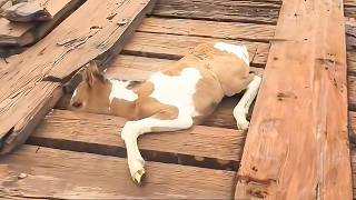 Man Rescues Stuck Foal You Wont Believe What The Mother Horse Did Next [upl. by Auhsuj]