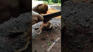 unbelievable sprouted coconut peeled chopped crunchiest crunchy on the wet road [upl. by Allisan143]