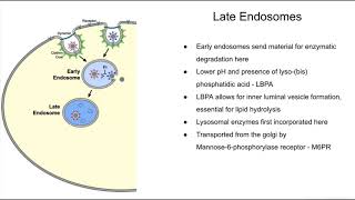 Summary of the endocytic pathway and lysosomal dysfunctions [upl. by Ettedranreb]