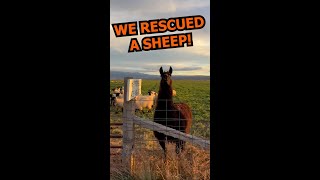 We Rescued A Sheep 🐑💕  PAWSOME PETS [upl. by Ococ]