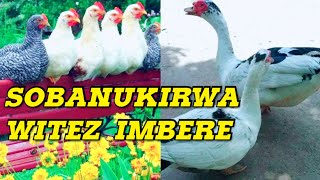 ZIGIRA AMAFARANGA MESHI MENYA BYISHI KUBWOROZI BWIMBATA [upl. by Eemiaj]