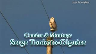 Harfang Des Neiges  Snowy Owl  Serge ToniettoGiguère  Aventure Nature [upl. by Aurlie]