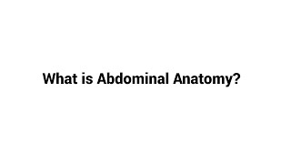 What is Abdominal Anatomy [upl. by Alam]