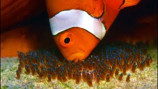 How clown fish breed  complete process from fry to adult [upl. by Edas679]