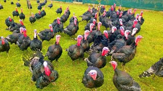 Turkeys Gobbling  Funny Turkey Gobble Videos [upl. by Nadler]