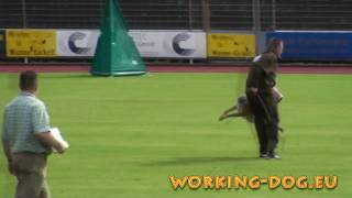 VDH 2009 Herne Trailer workingdogeu [upl. by Enidlarej]