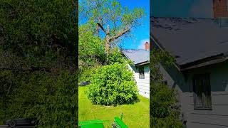 Boxelder tree to cut today tree Cutting [upl. by Vasyuta]