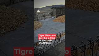 Tigre siberiano derriba la reja de hierro de una granja nmas china tigre shorts [upl. by Kasper]