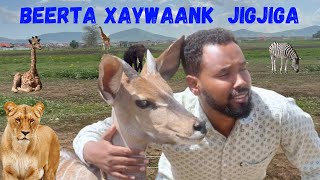 BEERTA XAYAWAAN EE JIGJIGA 2024 [upl. by Arretak577]