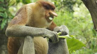 5 Facts  Proboscis Monkey [upl. by Monson]