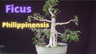 Ficus Philippinensis Bonsai Tree [upl. by Ploch]